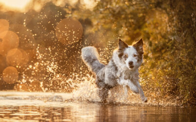 Meine TOP 10 TIPPS für Actionfotos von deinem Hund
