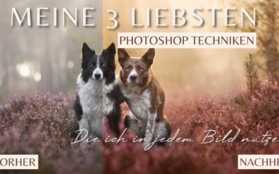 Das sind meine liebsten Photoshop Techniken in der Hundefotografie