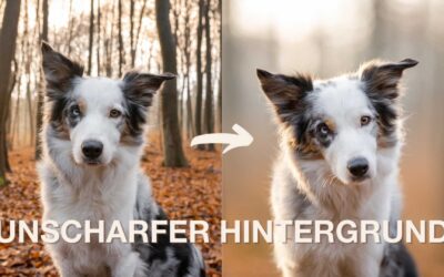 So bekommst du einen unscharfen Hintergrund in deinen Hundefotos!